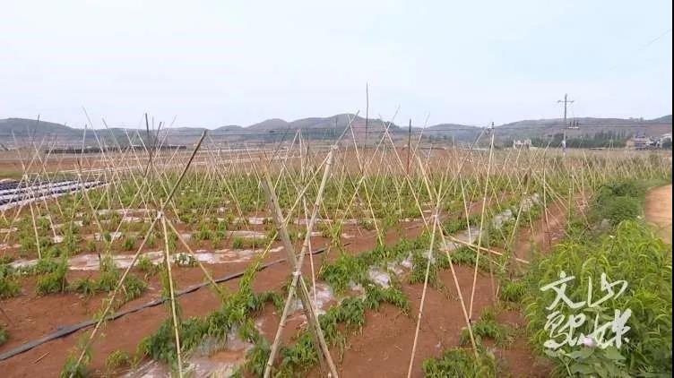 首页 - 菲律宾亚星国际官方网站